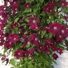 Des images de diff�rentes plantes